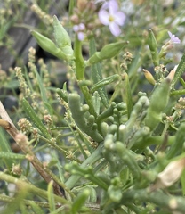 Cakile maritima maritima