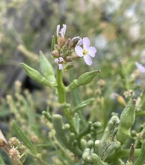 Cakile maritima maritima