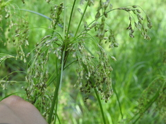 Scirpus atrocinctus