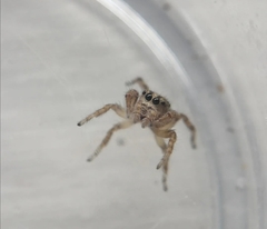 Pelegrina flavipes