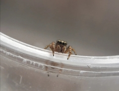 Pelegrina flavipes
