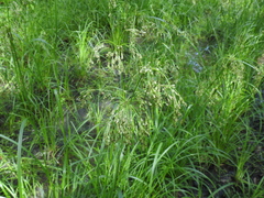 Scirpus atrocinctus