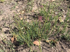 Indigofera angustata