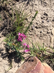 Indigofera angustata