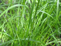Scirpus atrocinctus