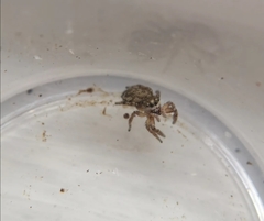 Pelegrina flavipes