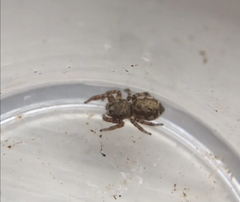 Pelegrina flavipes