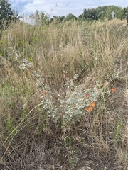 Sphaeralcea parvifolia