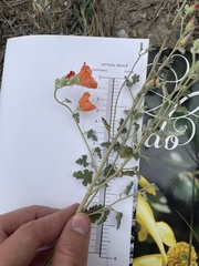 Sphaeralcea parvifolia