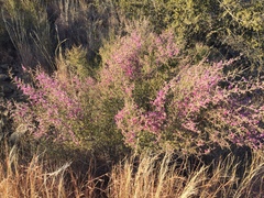 Indigofera basotha