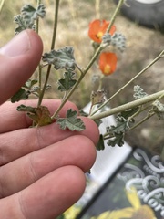 Sphaeralcea parvifolia
