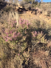Indigofera basotha