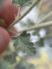 Sphaeralcea parvifolia