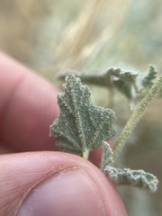 Sphaeralcea parvifolia