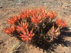 Aloe longistyla