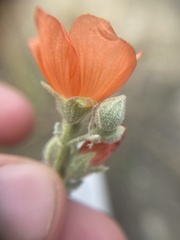 Sphaeralcea parvifolia