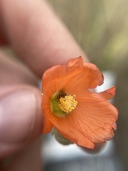 Sphaeralcea parvifolia