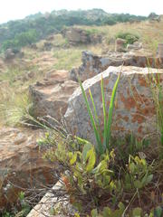 Aloe verecunda