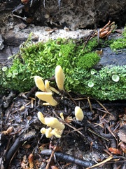 Clavariadelphus sachalinensis