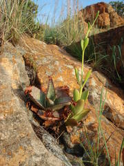 Aloe verdoorniae