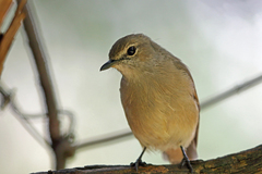 Pale Flycatcher photo 2