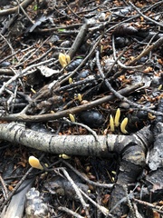 Clavariadelphus sachalinensis