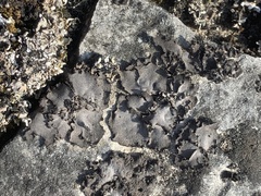 Dermatocarpon dolomiticum