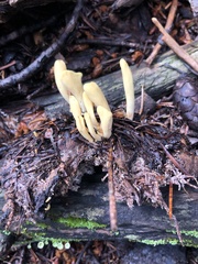 Clavariadelphus sachalinensis