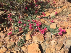 Indigofera anastasia