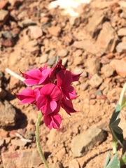 Indigofera anastasia