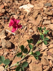 Indigofera anastasia