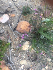 Indigofera pilgeriana