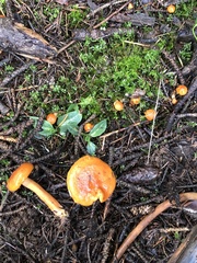 Lactarius luculentus laetus