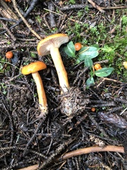 Lactarius luculentus laetus