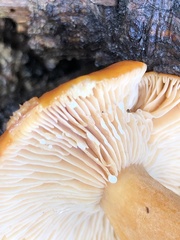 Lactarius luculentus laetus