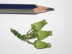 Erica urna-viridis