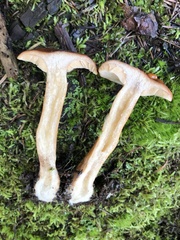 Lactarius luculentus laetus