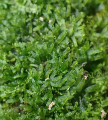 Riccardia multifida
