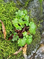 Micranthes nelsoniana