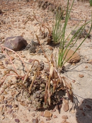 Anacampseros subnuda