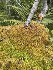 Sphagnum flavicomans