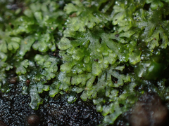 Riccardia multifida