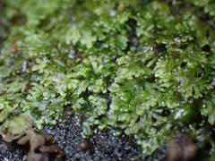 Riccardia multifida
