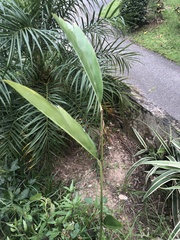 Alpinia galanga