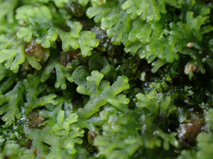 Riccardia multifida