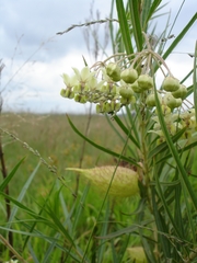 Gomphocarpus fruticosus fruticosus