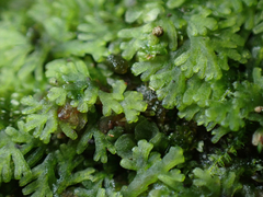 Riccardia multifida