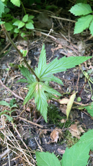 Filipendula rubra