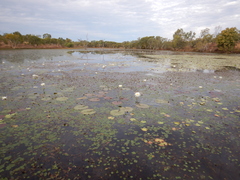 Nymphaea carpentariae