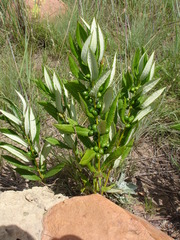 Fadogia homblei